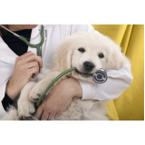 endereço de dermatologista cachorro Alphaville I