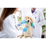 endereço de dermatologista para cães Areia Branca