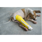 endereço de ortopedista canino Capelão