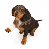 endereço de ortopedista para cães Barro Duro