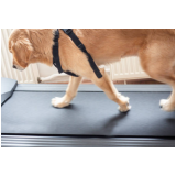 Fisioterapia para Cachorro com Artrose