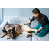 fisioterapia cachorro valor Buraquinho