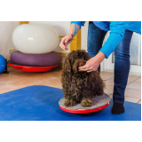 fisioterapia cão valor Bosque dos Quiosques