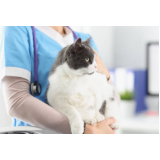fisioterapia gato preço Itinga