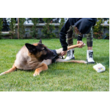 fisioterapia para cachorro com artrose preço Areias