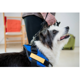 fisioterapia para cachorro com displasia preço Vilamar