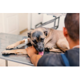 fisioterapia para cachorro com displasia valor Jockey Clube