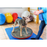 fisioterapia para cachorro preço Parque Verde