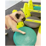 fisioterapia para cães com hérnia de disco preço Estrada O Cococ
