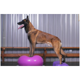 fisioterapia para cães com hérnia de disco Camacari d Dentro