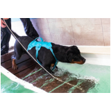 fisioterapia para coluna de cachorro preço Vila Atlântico