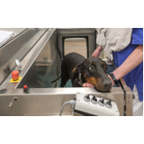 fisioterapia para coluna de cachorro Vilas de Atlântico