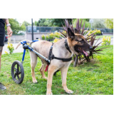 fisioterapia para displasia coxofemoral em cães valor Jardim Belohorizonte