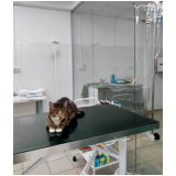 fisioterapia para gatas preço Novo Horizonte