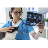 fisioterapia para gatos com problema renal agendar Capelão Areia Branca