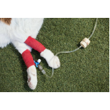 fisioterapia para gatos com problema renal Portoo