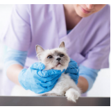 fisioterapia para gatos com problemas renais agendar Portoo