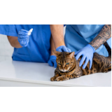 fisioterapia para gatos com problemas renais preço Centro