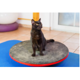 fisioterapia para gatos paraplégicos agendar Ficam II