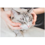 fisioterapia para gatos paraplégicos Bosque dos Quiosques
