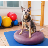 fisioterapia para luxação de patela em cães valor Caji