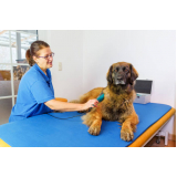 fisioterapia veterinária agendar Arembepe