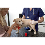 hospital para animais contato Pitangueiras