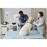 nefrologia veterinária marcar Pintangueiras