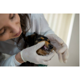 odontologia veterinária agendar Vila de Atlântico