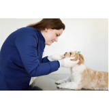 odontologia veterinária marcar Caji Vida Nova