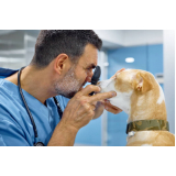 oftalmologista de cachorro Caji -vida Nova