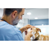 oftalmologista para cachorro contato Pitangueira