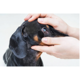 oftalmologista para cachorro telefone Vilamar