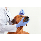 oftalmologista para cachorros contato Vida Nova