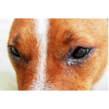 oftalmologista para cães telefone Pintagueiras