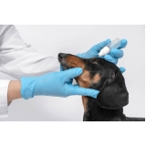 oftalmologista para cães Phoc II