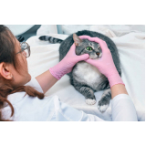 oftalmologista para gatos telefone Caji -vida Nova