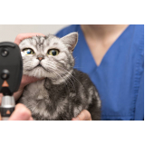 Oftalmologista para Gatos