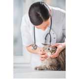 Oftalmologista para Pet