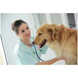 onde marcar consulta veterinária para cachorro Vila de Atlântico