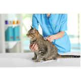 onde marcar consulta veterinária para gatos Vila de Atlântico
