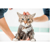 onde tem banho e tosa em gato Catu d Abrantes