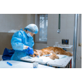 onde tem cirurgia animal Caji Vida Nova