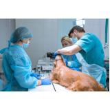onde tem cirurgia de castração de cachorro Caixa Dágua