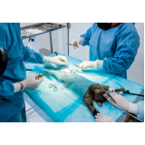 onde tem cirurgia em animais de pequeno porte Camacari d Dentro