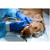 onde tem cirurgia ortopédica em cachorro Catu d Abrantes