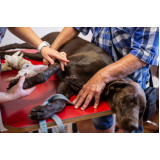 ortopedia para cães contato Caji