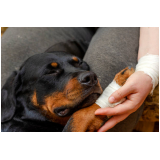 ortopedia para cães Novo Horizonte