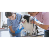 ortopedia veterinária básica contato Pintangueiras
