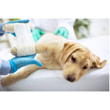 ortopedista cachorro Nova Itinga